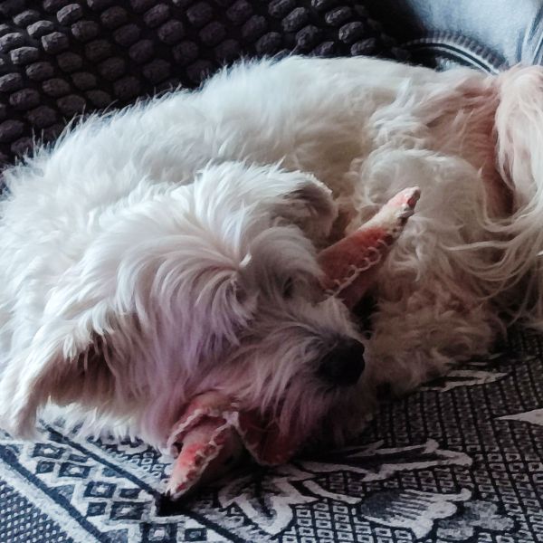 Tommy uit Emmen zoekt een Hondenoppas