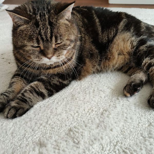 Simone Bolk, Waffle uit 'S-Gravenhage zoekt een Kattenoppas