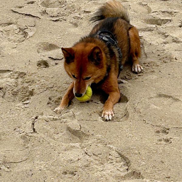 Shiba uit Someren zoekt een Hondenoppas