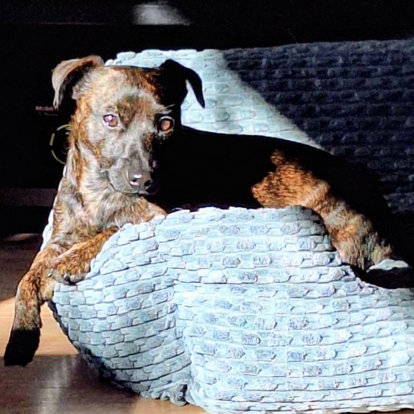 Beau, Loena uit Duiven zoekt een Hondenoppas