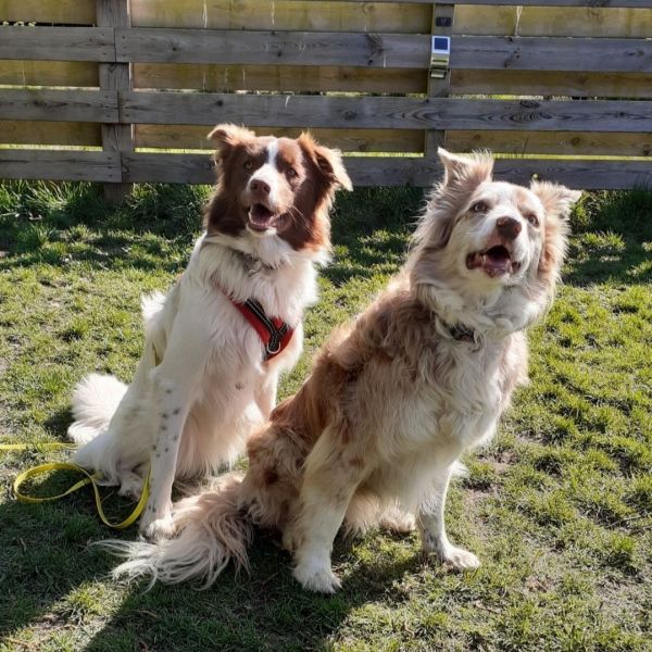 Steffi, Bobbi uit Gasselternijveen zoekt een Hondenoppas