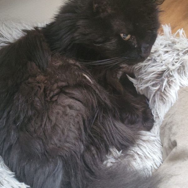 Lilo, Catootje, Suske & Wiske uit Epe zoekt een huisdierenoppas