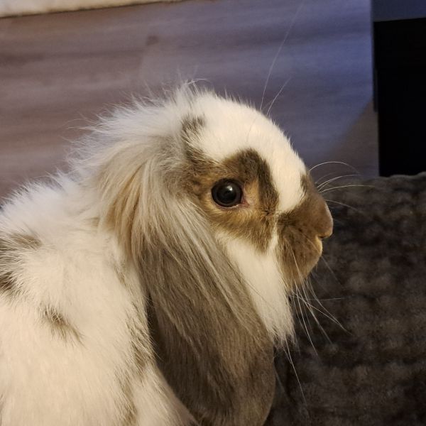 Yuliia uit Middelharnis zoekt een Knaagdierenoppas