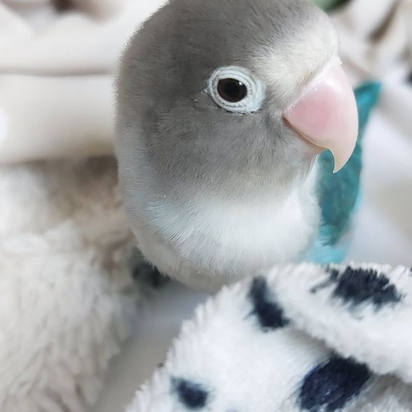 Vogeloppas Chenoa uit Utrecht