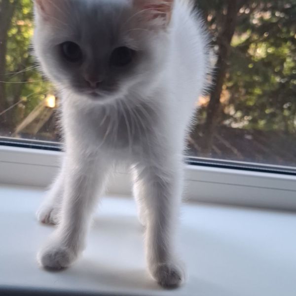 Nimbus uit Leeuwarden zoekt een Kattenoppas
