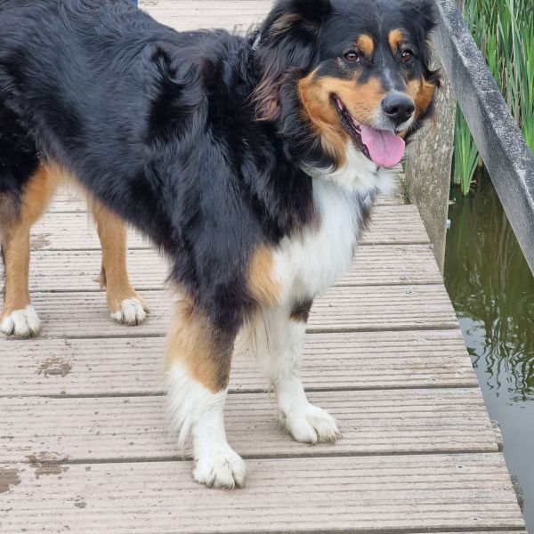 Effy uit Emmen zoekt een Hondenoppas