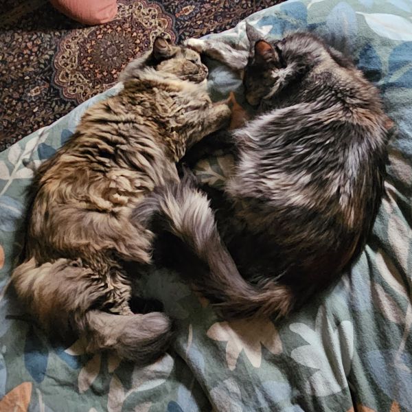 Sisu, Rexie, Snowtje uit Alkmaar zoekt een huisdierenoppas