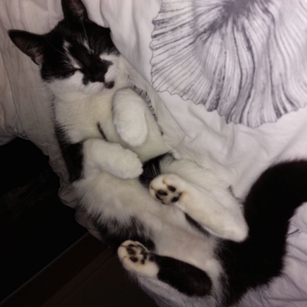 Poekie, Tarzan uit Zierikzee zoekt een Kattenoppas
