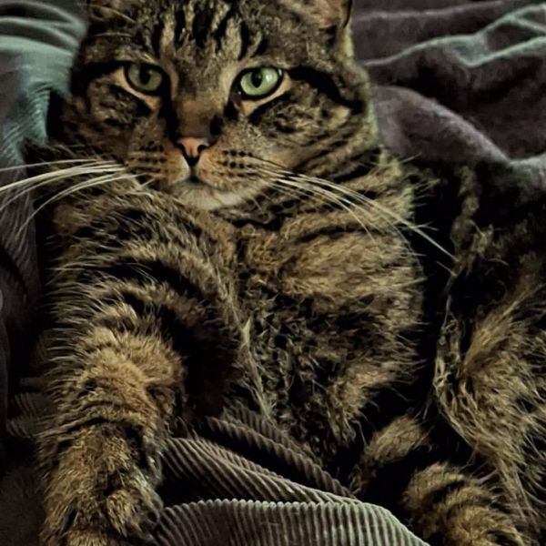 Norbert, Frits uit Apeldoorn zoekt een huisdierenoppas
