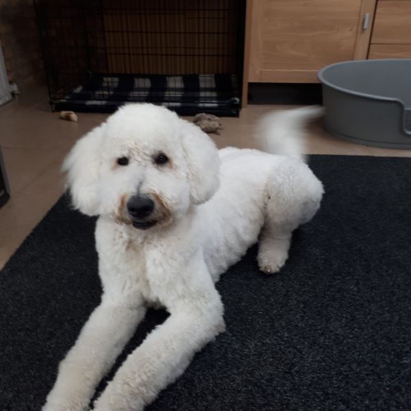 Truus Beckers uit Elsloo zoekt een Hondenoppas