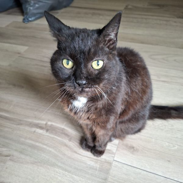 Smokey uit Almelo zoekt een Kattenoppas