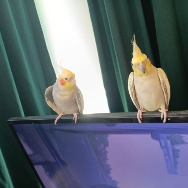 Sammy en Joris uit Amsterdam zoekt een Vogeloppas