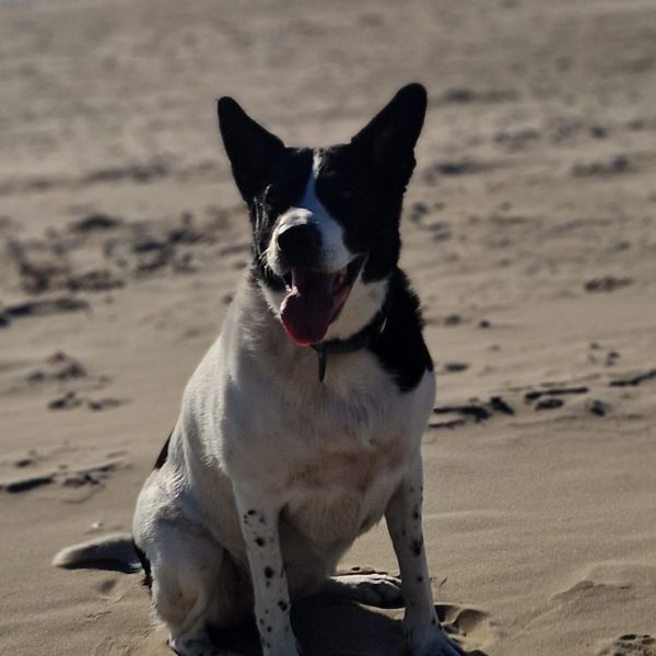 Pepper uit Rijsenhout zoekt een Hondenoppas