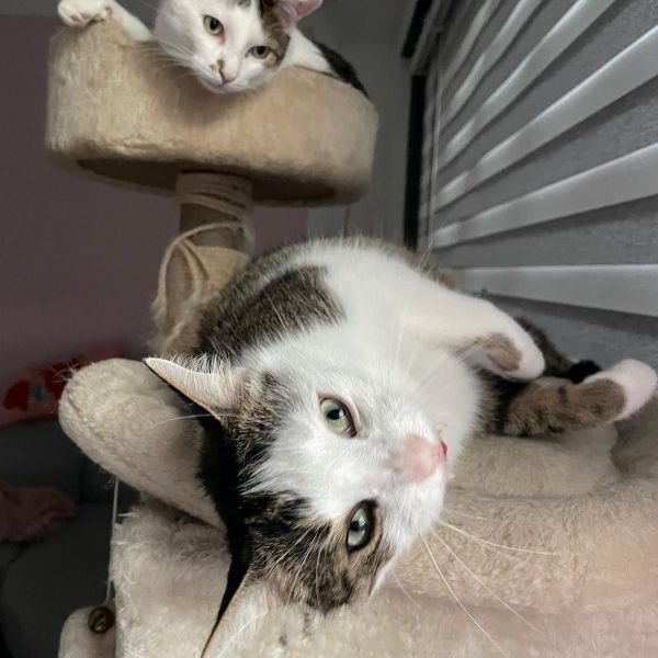 Maxi, Leo uit Uden zoekt een Kattenoppas
