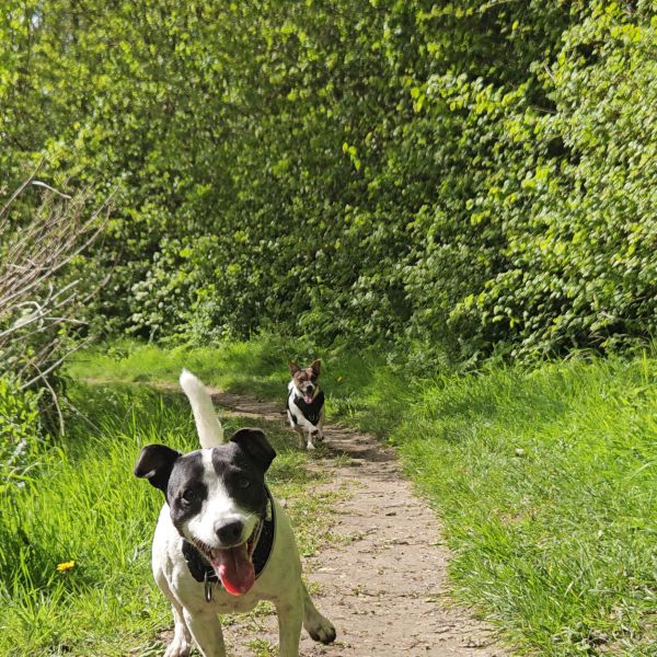 Spot, Jax uit Nieuwerkerk zoekt een Hondenoppas