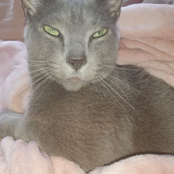 Silver uit 'S-Gravenhage zoekt een Kattenoppas