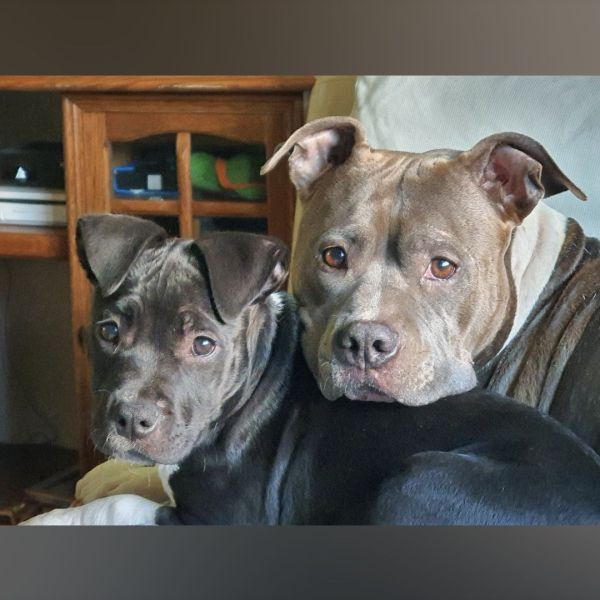 Huisdierenoppas Lianne uit Oss