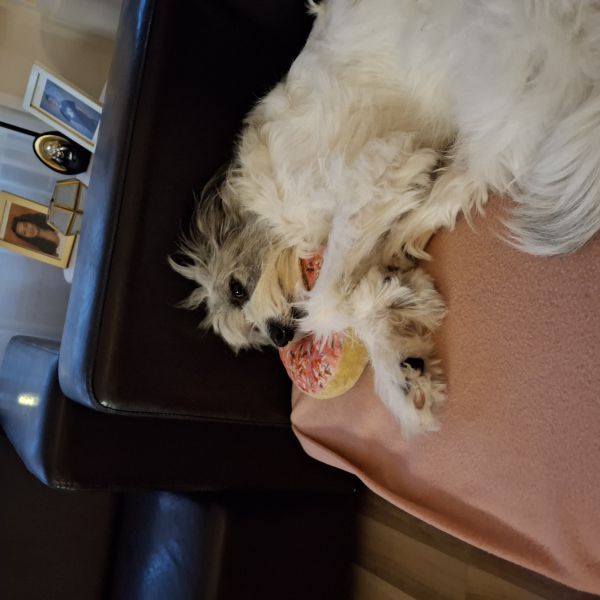 Sammy uit Amsterdam zoekt een Hondenoppas