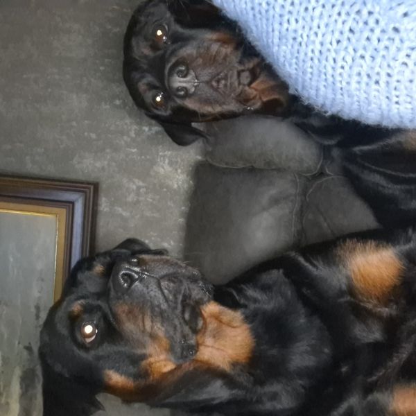 Bep, Truus uit Den Haag zoekt een Hondenoppas