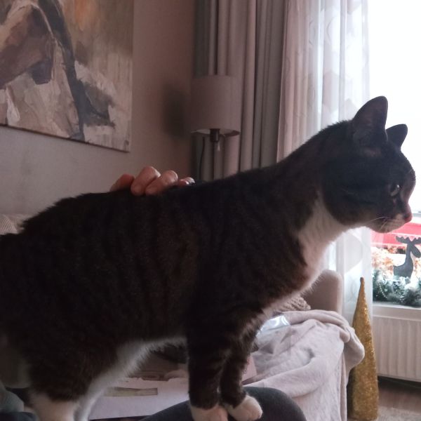 Corina de Mooij uit Klundert zoekt een Kattenoppas