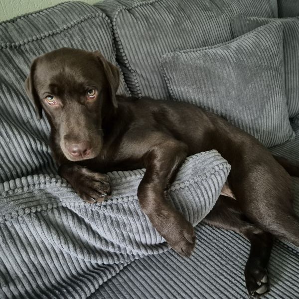 Guusje uit Boxtel zoekt een Hondenoppas