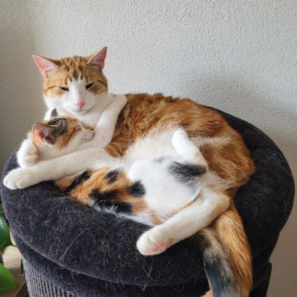 Huisdierenoppas Daisy uit Maasland