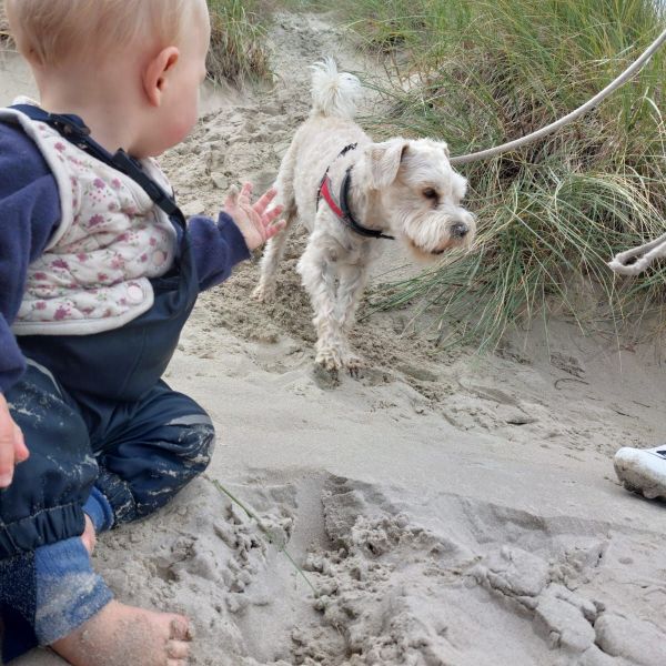 Guapo uit Castricum zoekt een Hondenoppas