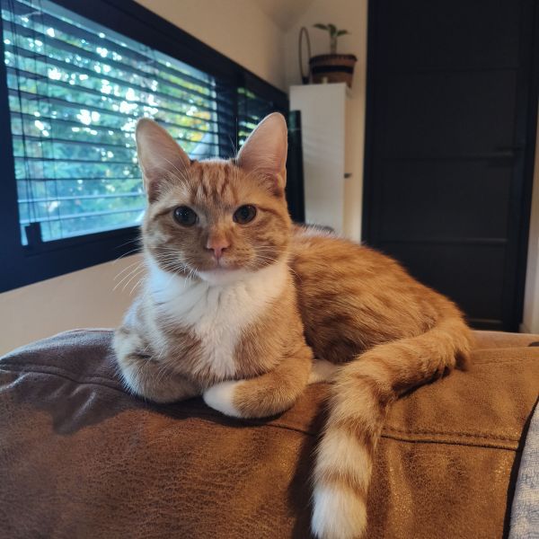 Maya uit Eersel zoekt een Kattenoppas