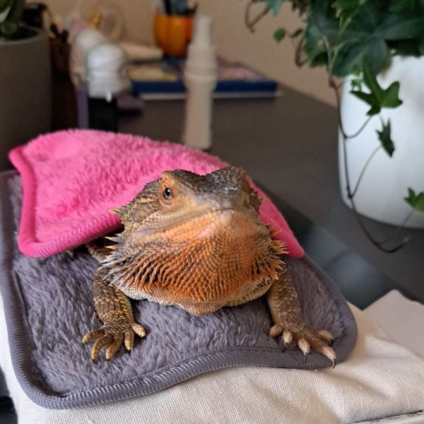 Brutus uit Amersfoort zoekt een Reptielenoppas