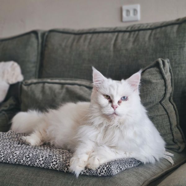 Chinook uit Utrecht zoekt een Kattenoppas
