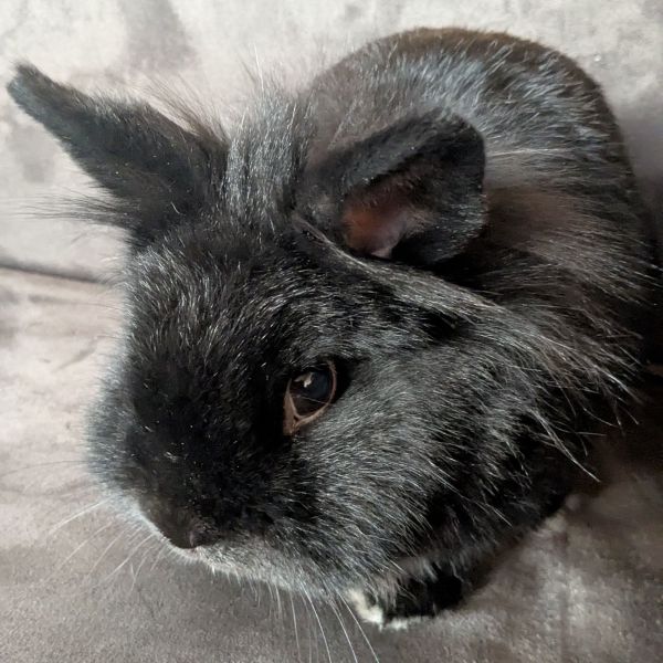 Laura Van der Meer-Bakker, Bennie uit Steenwijk zoekt een huisdierenoppas