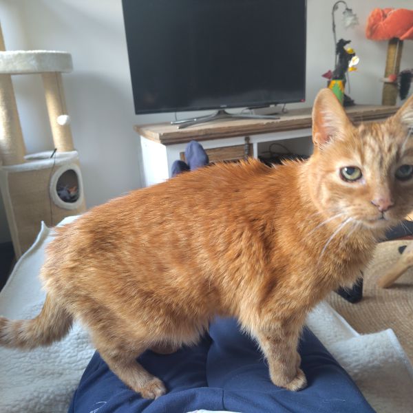 Kareltje uit Rijen zoekt een Kattenoppas