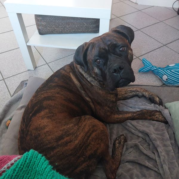 Gila uit Uitgeest zoekt een Hondenoppas