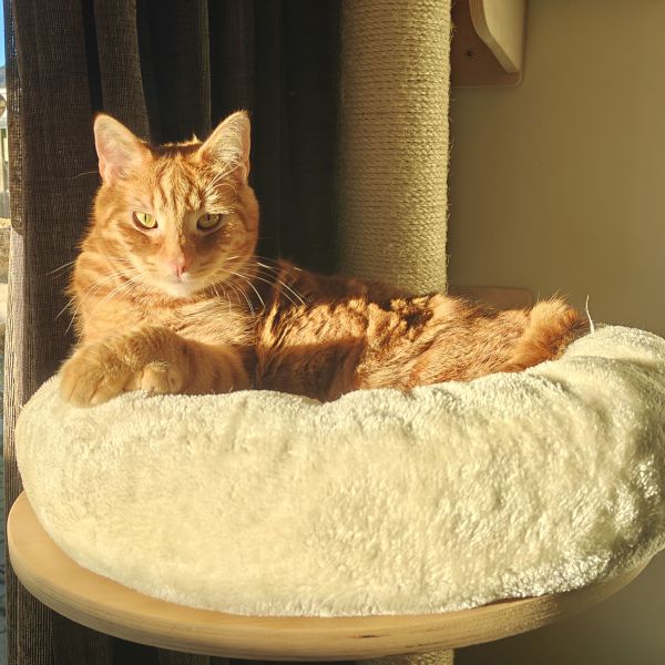 Mito, Austin, Noez uit Almelo zoekt een Kattenoppas