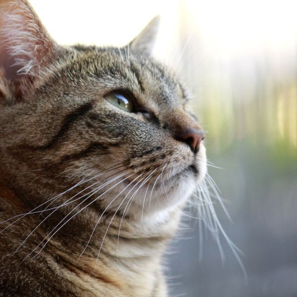 Ruby uit Nieuwegein zoekt een Kattenoppas