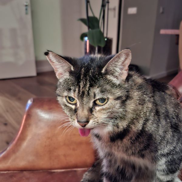 Poekie uit Valburg zoekt een Kattenoppas