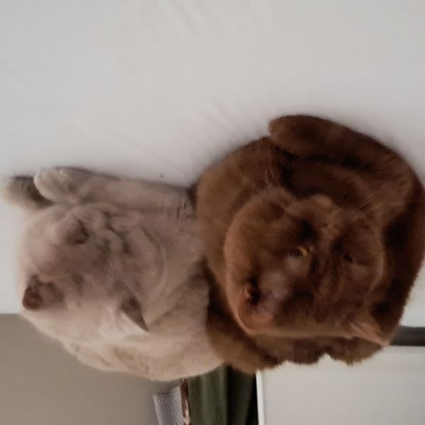 Japie en Jotcha uit Naarden zoekt een Kattenoppas