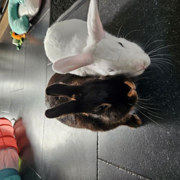 Fluffie, Mimi uit Hengelo zoekt een Knaagdierenoppas