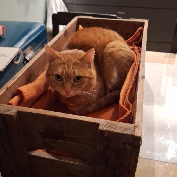 Huisdierenoppas Linda uit Maasbracht