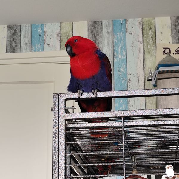 Cleo uit Soesterberg zoekt een Vogeloppas