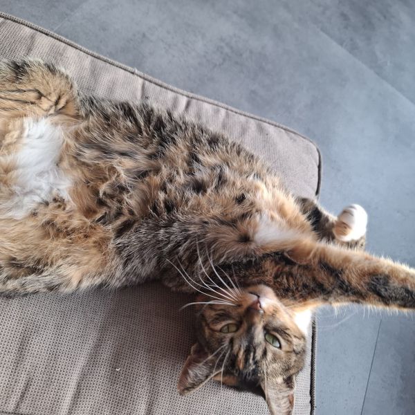 Mickey uit Rijssen zoekt een Kattenoppas