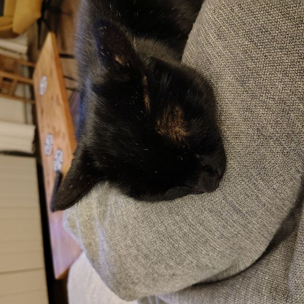 Draco, Dopey uit Kilder zoekt een Kattenoppas