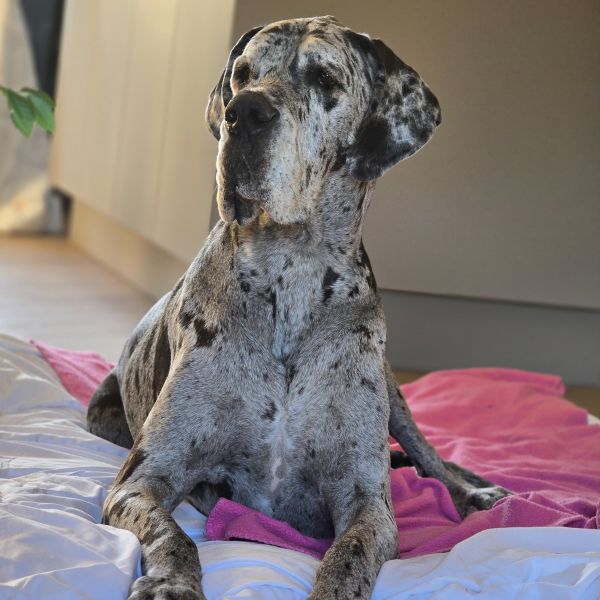 Hondenoppas Natasja uit Nieuwkoop