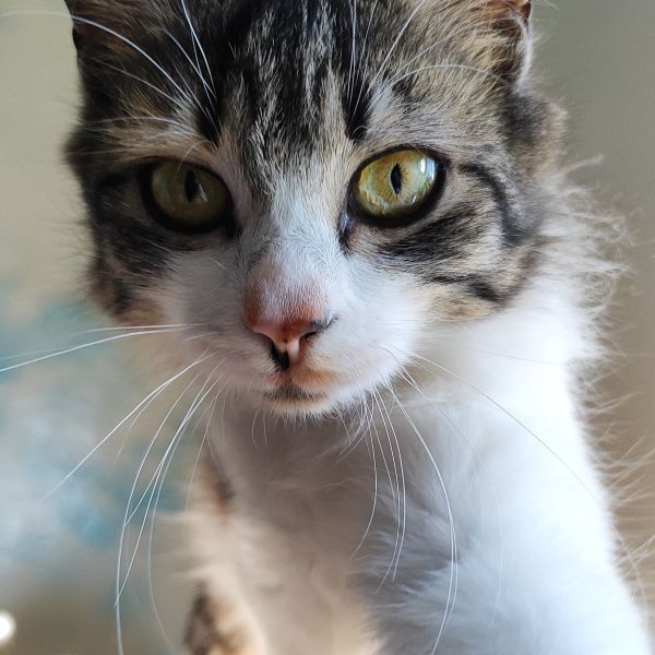 Vili Fjella Rosadattir uit Herkenbosch zoekt een Kattenoppas