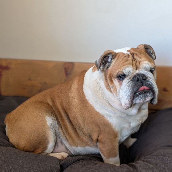 Larry uit Tiel zoekt een Hondenoppas