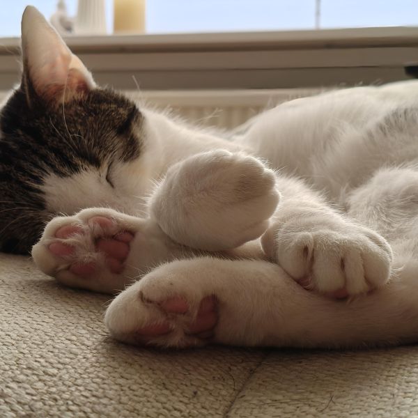 Joep, Ollie uit Amersfoort zoekt een Kattenoppas