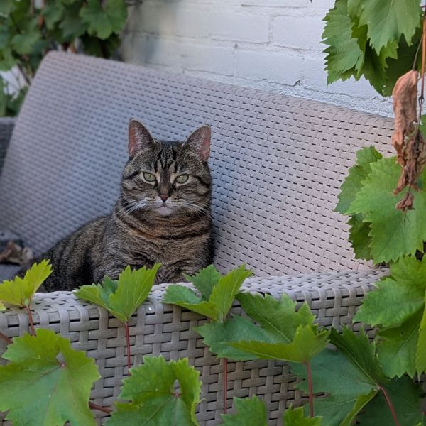 Joonsy, Joonsy uit Zevenbergen zoekt een Kattenoppas