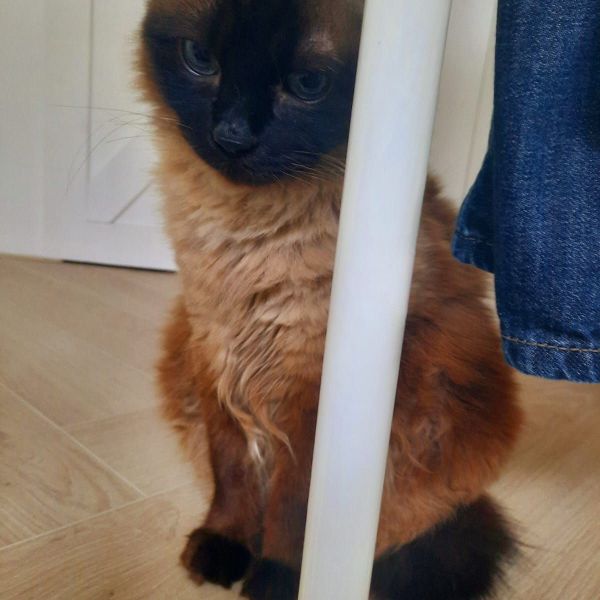 Bibi, Greengo, Greengo uit Bergschenhoek zoekt een Kattenoppas