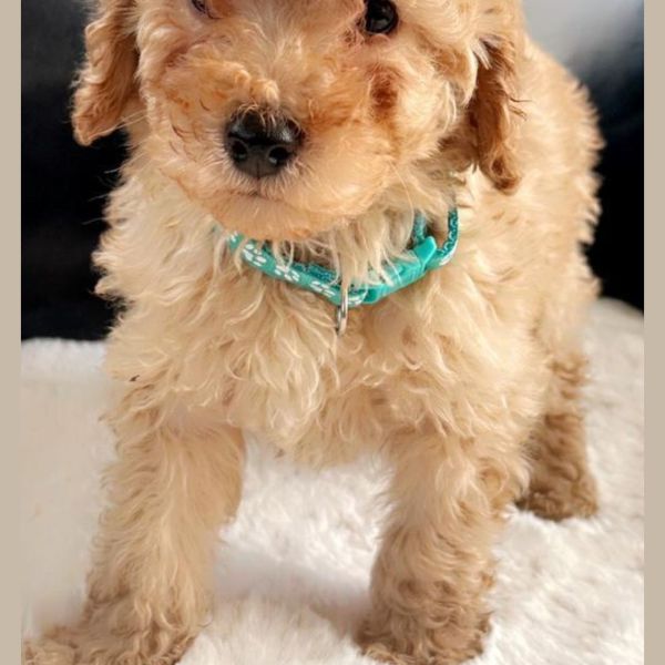 Nog onbekend uit Hengelo zoekt een Hondenoppas