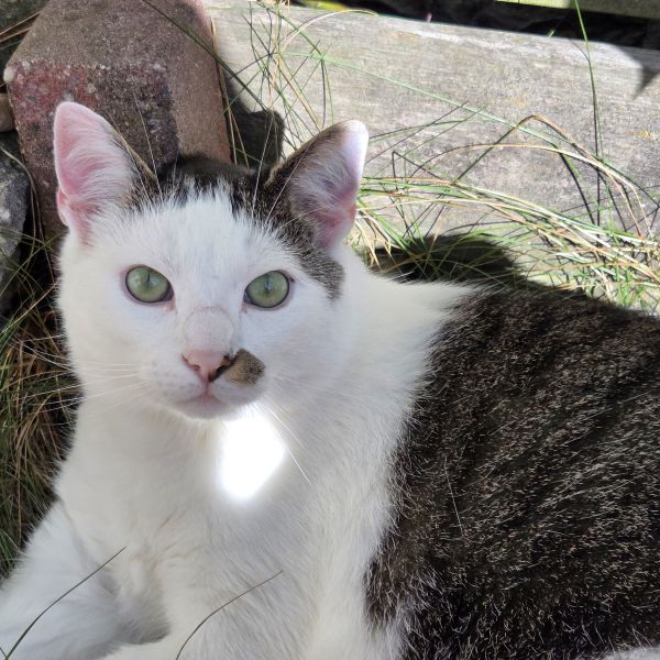 Didymus, Catootje, Fizzgig uit Heeten zoekt een Kattenoppas